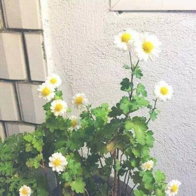 汤姆猫飞车下载免费版正版